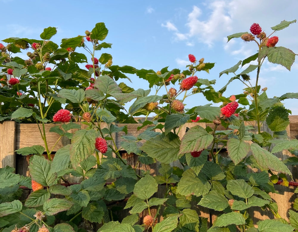 September raspberry - a year of floral embroidery